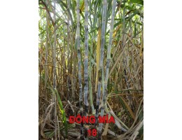 Mía giống Đông mía 18